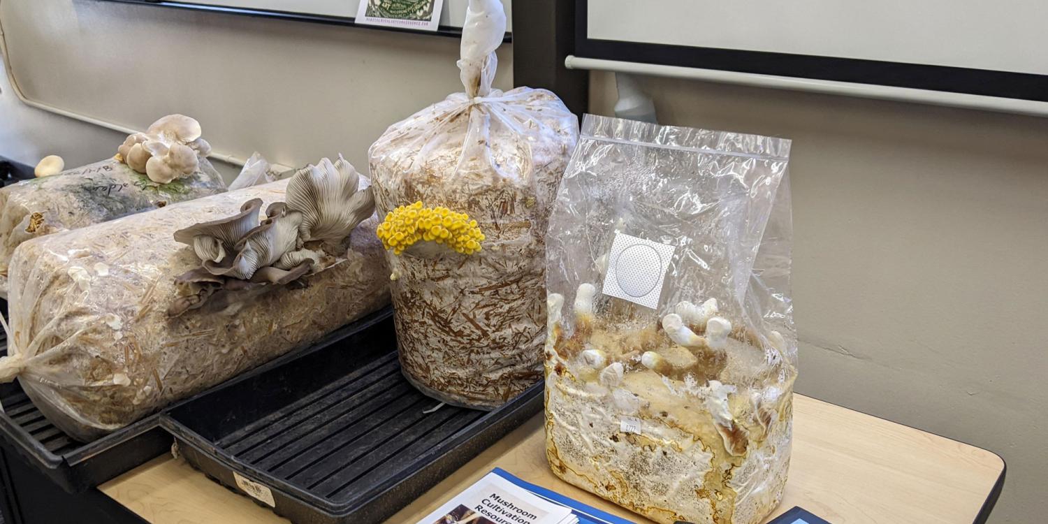 Since its inception, the Pacific Northwest Mushroom Producers Network has conducted 10 meetings via Zoom featuring guest speakers or in conjunction with farm tours.
