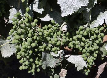 Kaolin clay applied to  wine grapes and leaves in Walla Walla Valley to reduce heat stress and sunburn