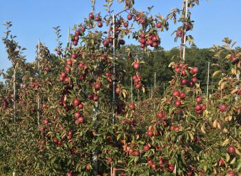 OSU Extension's experimental apple cider orchard occupies three acres at the North Willamette Research and Extension Center in Aurora.