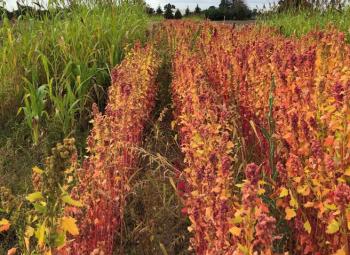Quinoa nearing maturity grown at the North Willamette Research and Extension Center in Aurora, Oregon.