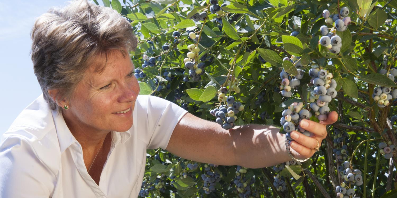 Bernadine Strik, Extension berry crops specialist and professor in the Department of Horticulture.