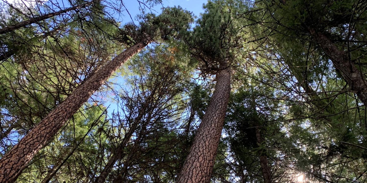 Mixed conifer stand of trees in the Umatilla National Forest.