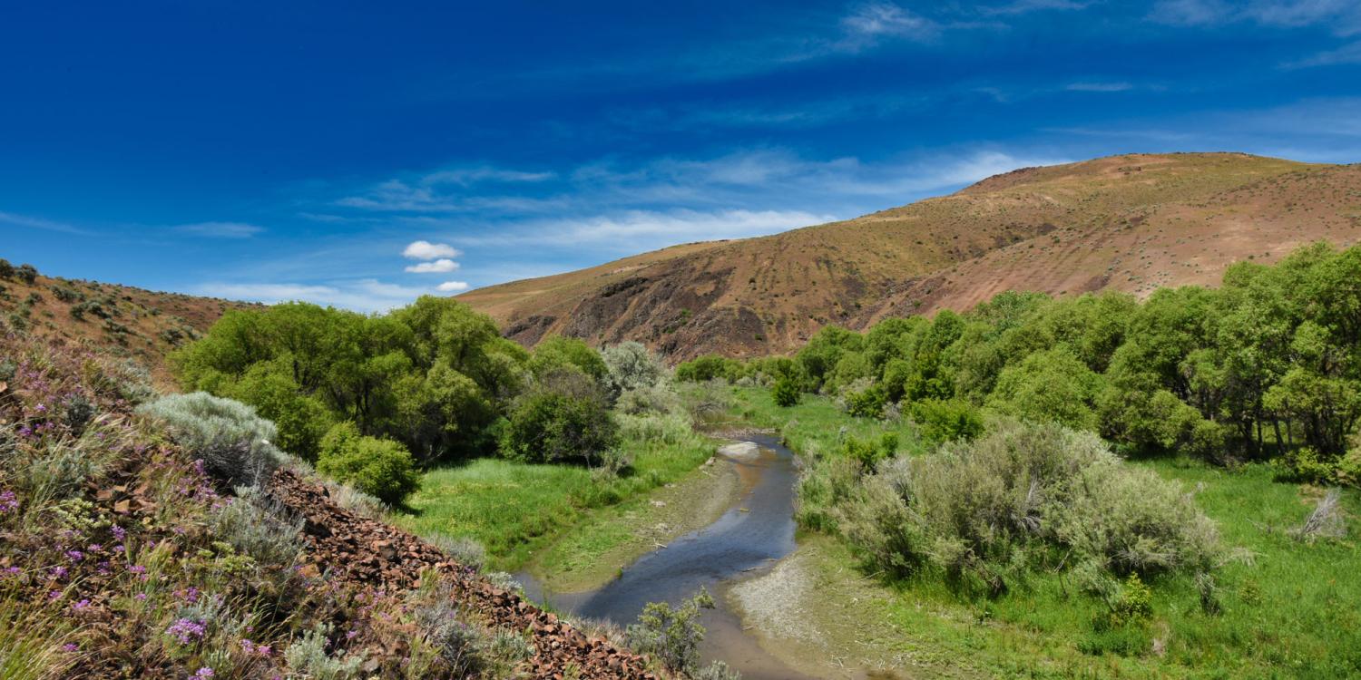 A stretch of Bully Creek outside of the reservoir near Vale, Oregon features herbaceous riparian vegetation, willows, cottonwoods and Russian olives near the stream.