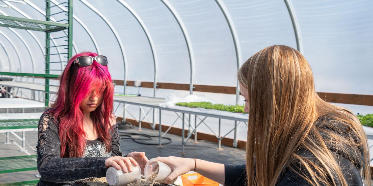 Students at La Grande Middle School plant tomato seeds in trays, which will be grown in the middle school greenhouse and cared for by the students.