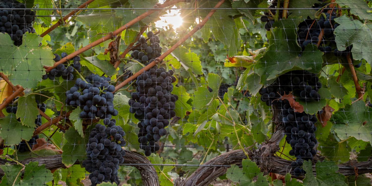 Syrah grapes in a vineyard in Umatilla County.