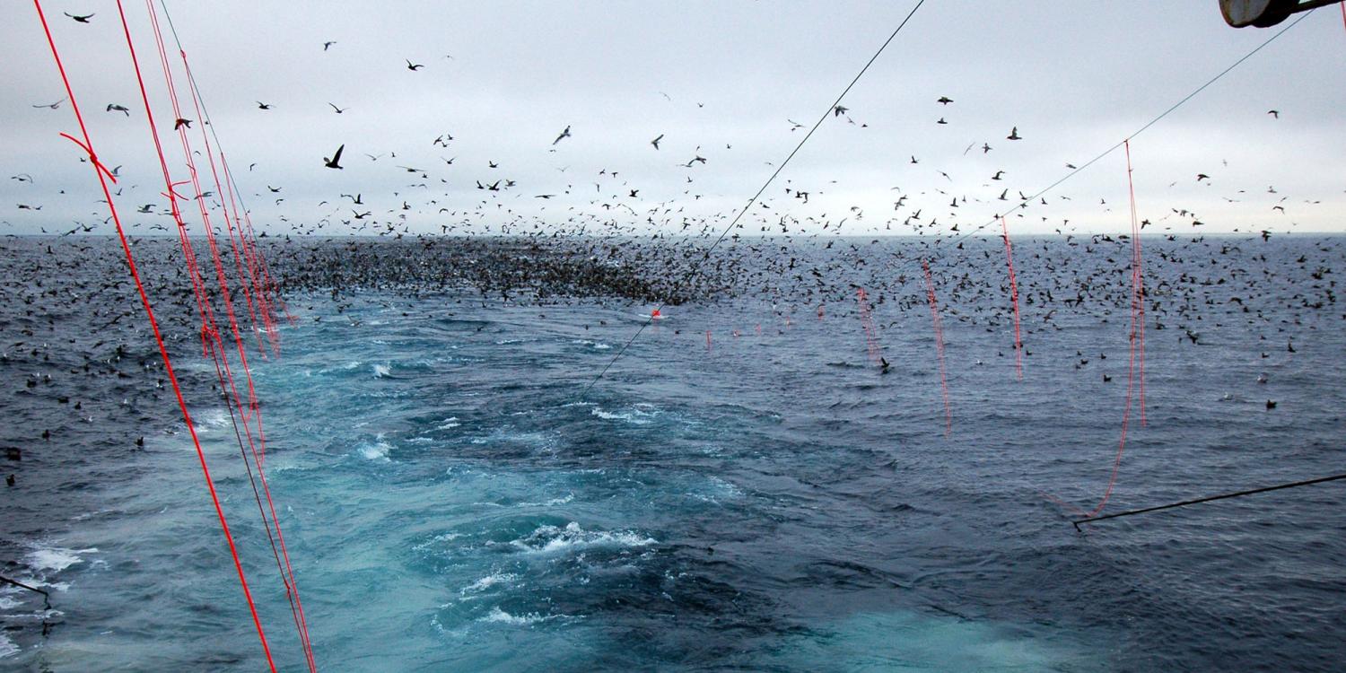 Sea Grant Extension makes fishermen aware of gear that keeps seabirds from  getting hooked on fishing lines