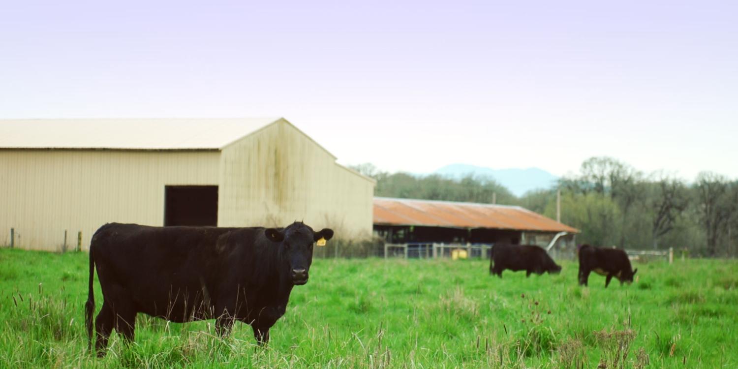 Several black cows graze in a green pasture near light-colored barn buildings under a pale sky.