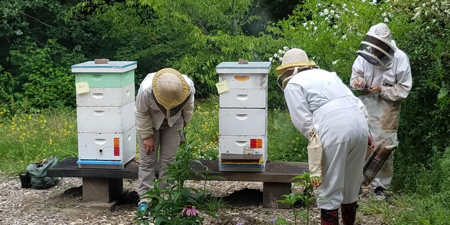 Three people in protective beekeeping suits inspect white hive boxes in a lush garden while one person takes notes on a clipboard.