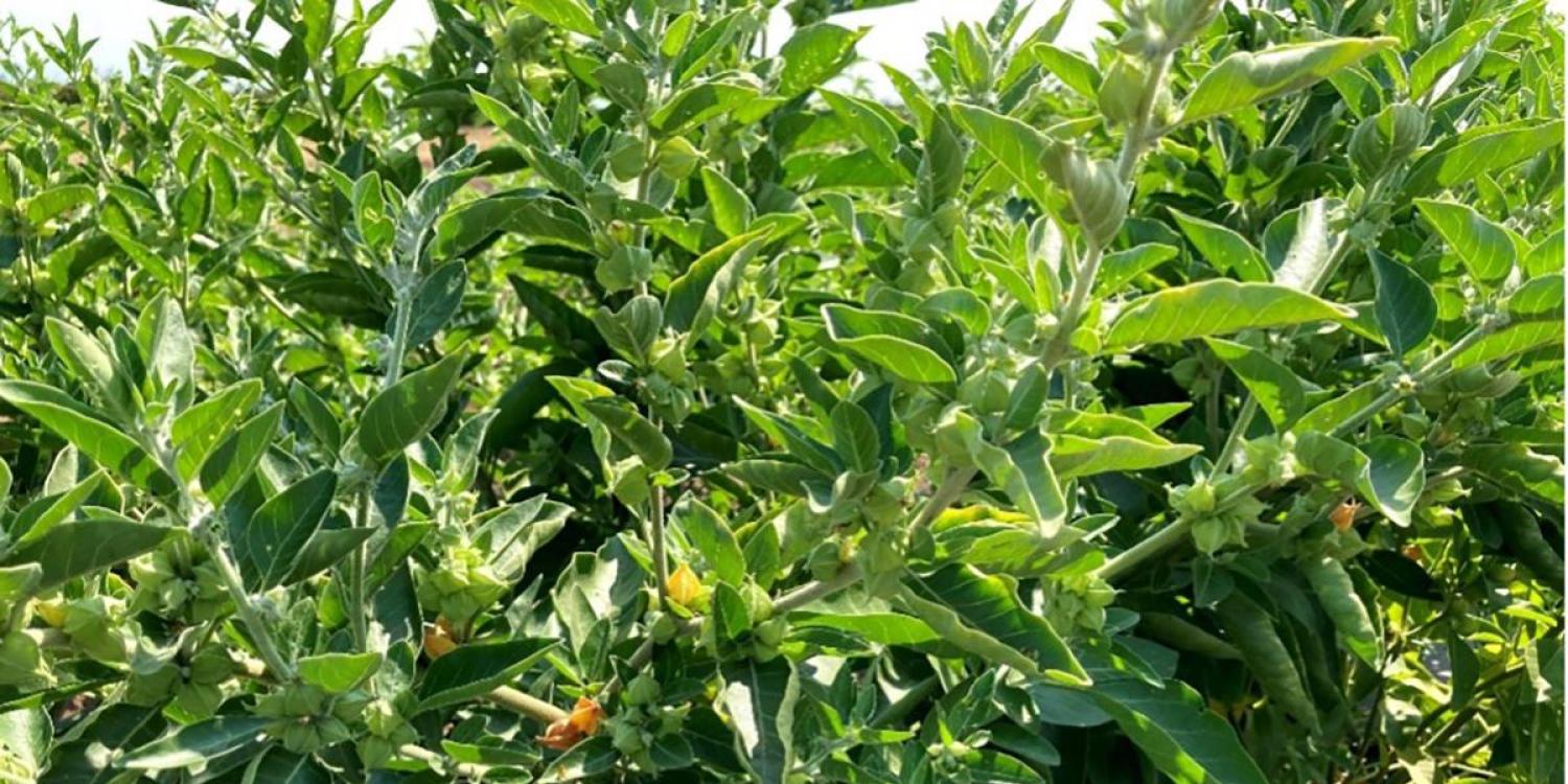 A dense planting of ashwagandha shows clusters of elongated green leaves and small papery husks developing along the stems under bright sun.