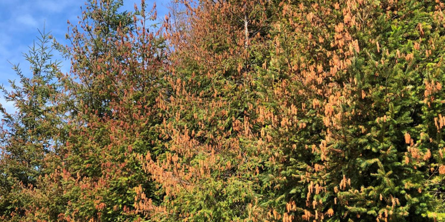 Evergreen trees with patchy orange and brown needles, showing widespread heat damage across the forest canopy under a clear blue sky.