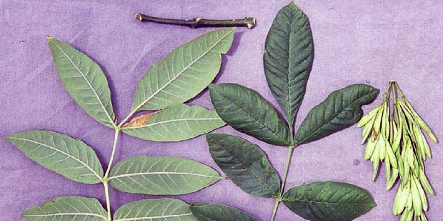 Leaves, a twig and clusters of winged seeds from an Oregon ash tree are arranged on a purple background for identification.