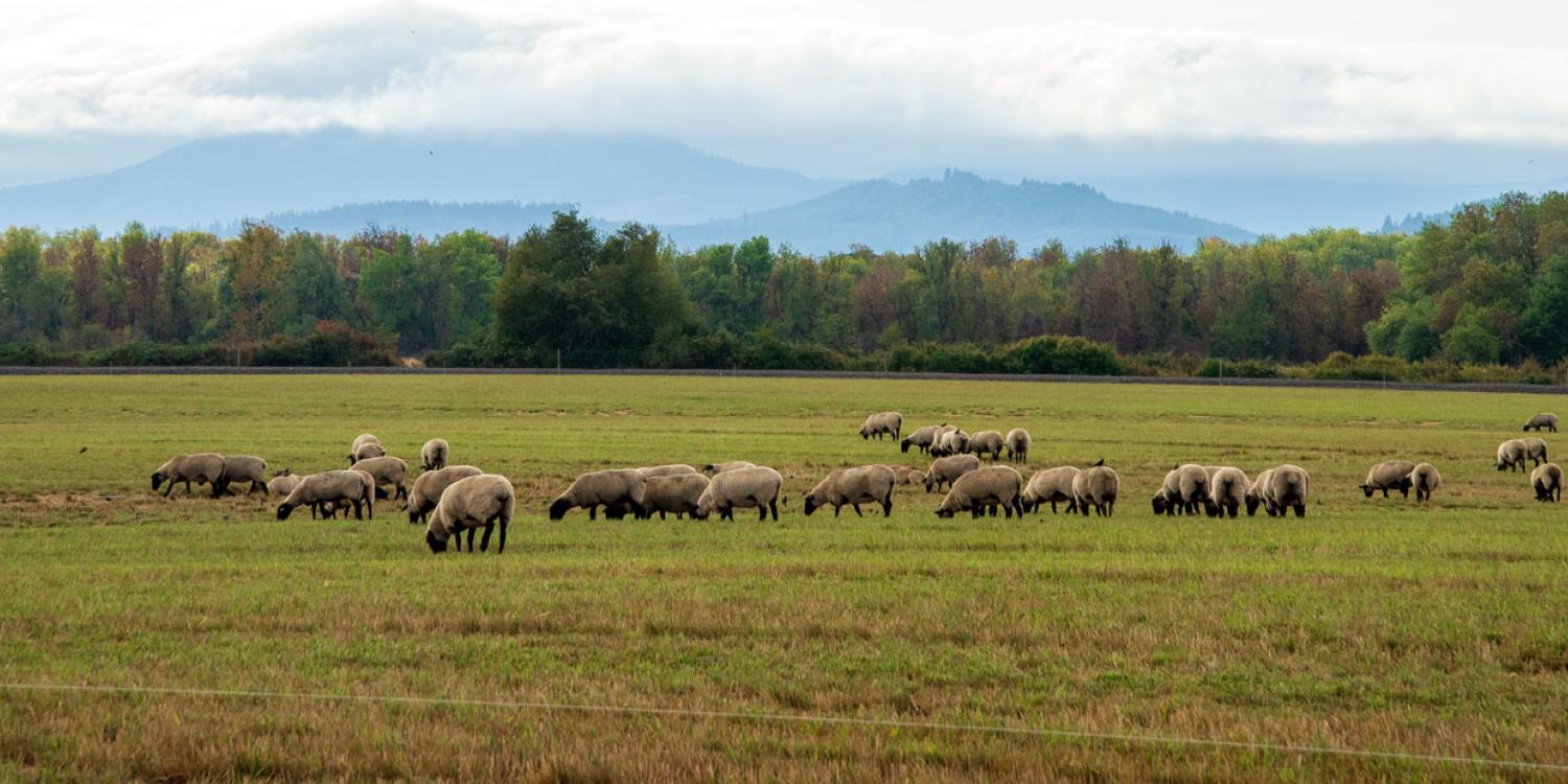 A flock of sheep graze across a wide pasture, with trees and misty hills in the background under a cloudy sky.