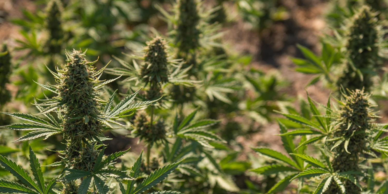 Close-up of flowering hemp plants growing in a field, with green leaves and dense buds visible in rows.