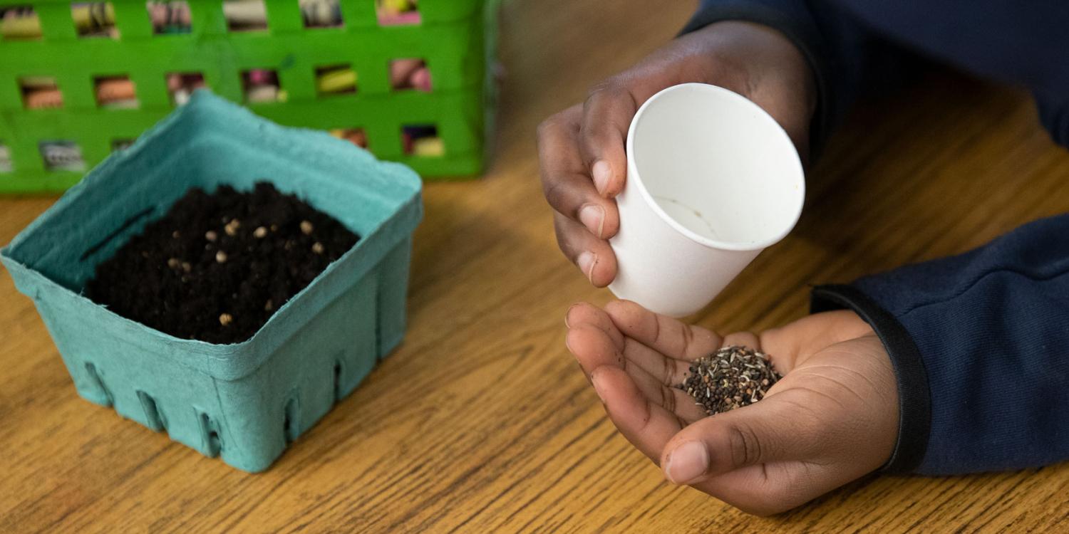 A child pours small seeds from a white cup into their hand beside a container filled with soil on a wooden table.
