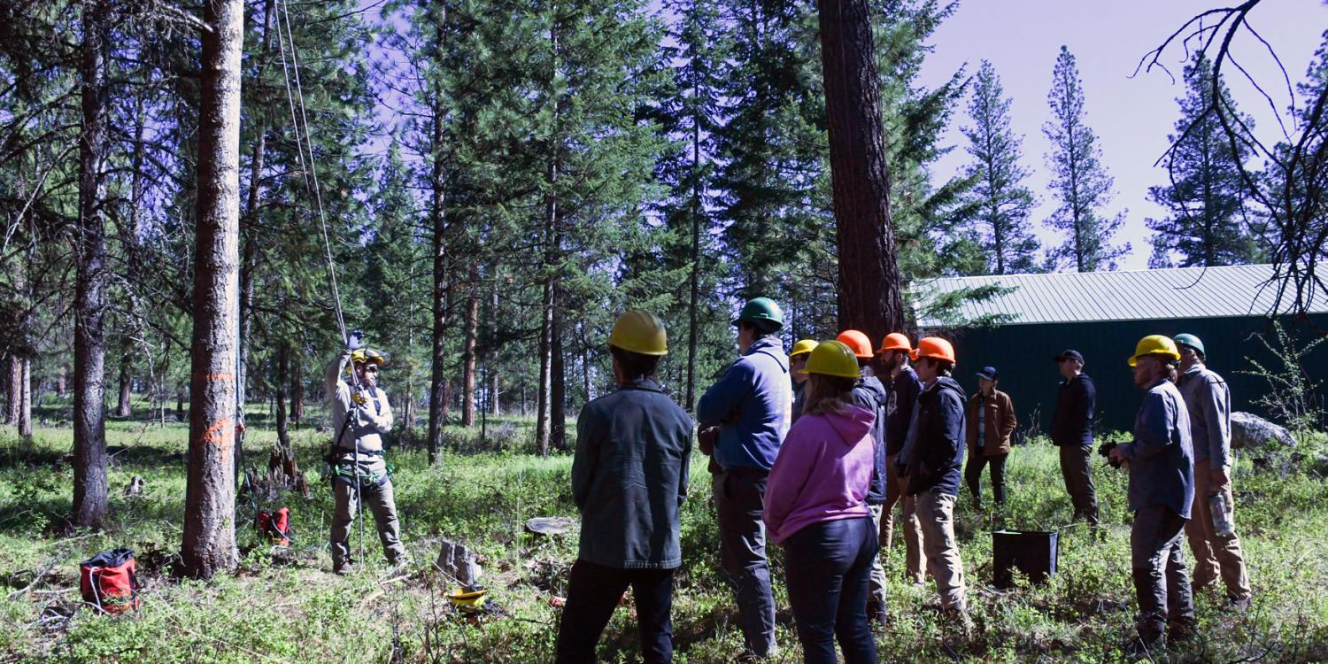 Micah Schmidt demonstrates tree-climbing safety techniques to participants wearing helmets during a forestry training in a pine forest.