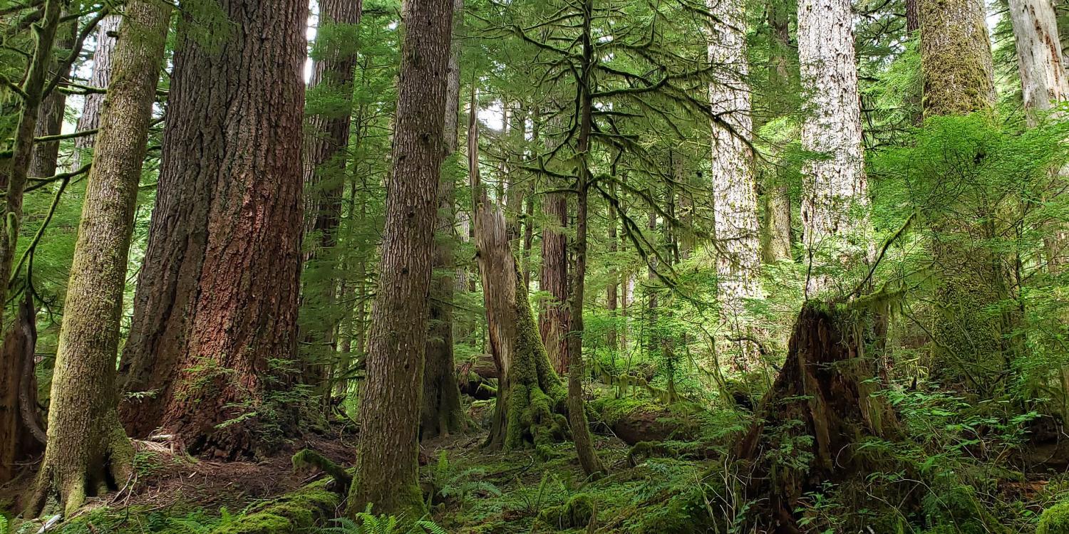 Dense old-growth forest with towering trees, moss-covered trunks, ferns and fallen stumps under filtered sunlight.