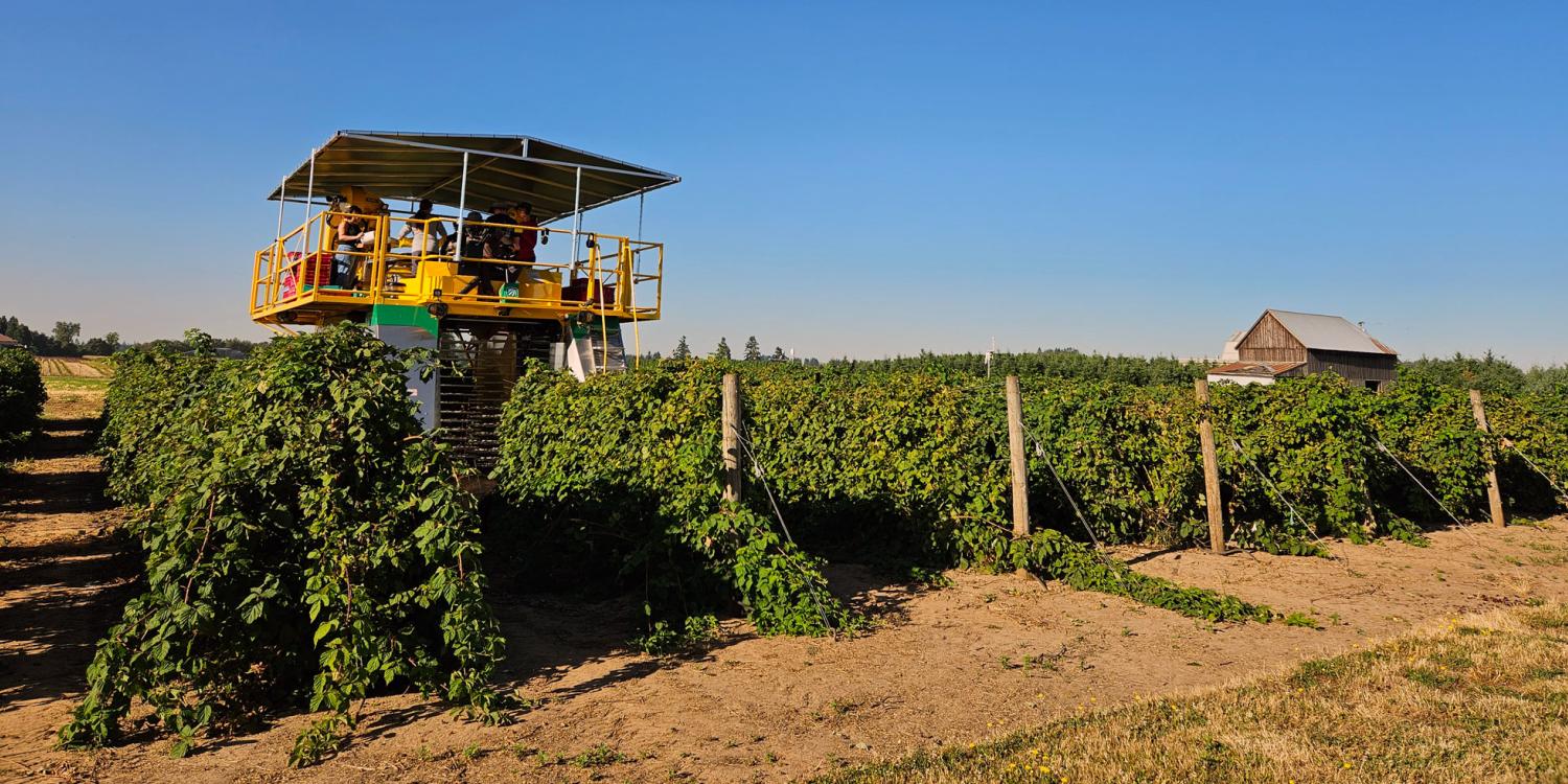 Mechanical harvester moves through rows of blackberry plants as workers ride on the platform in a cultivated field with a barn in the background.
