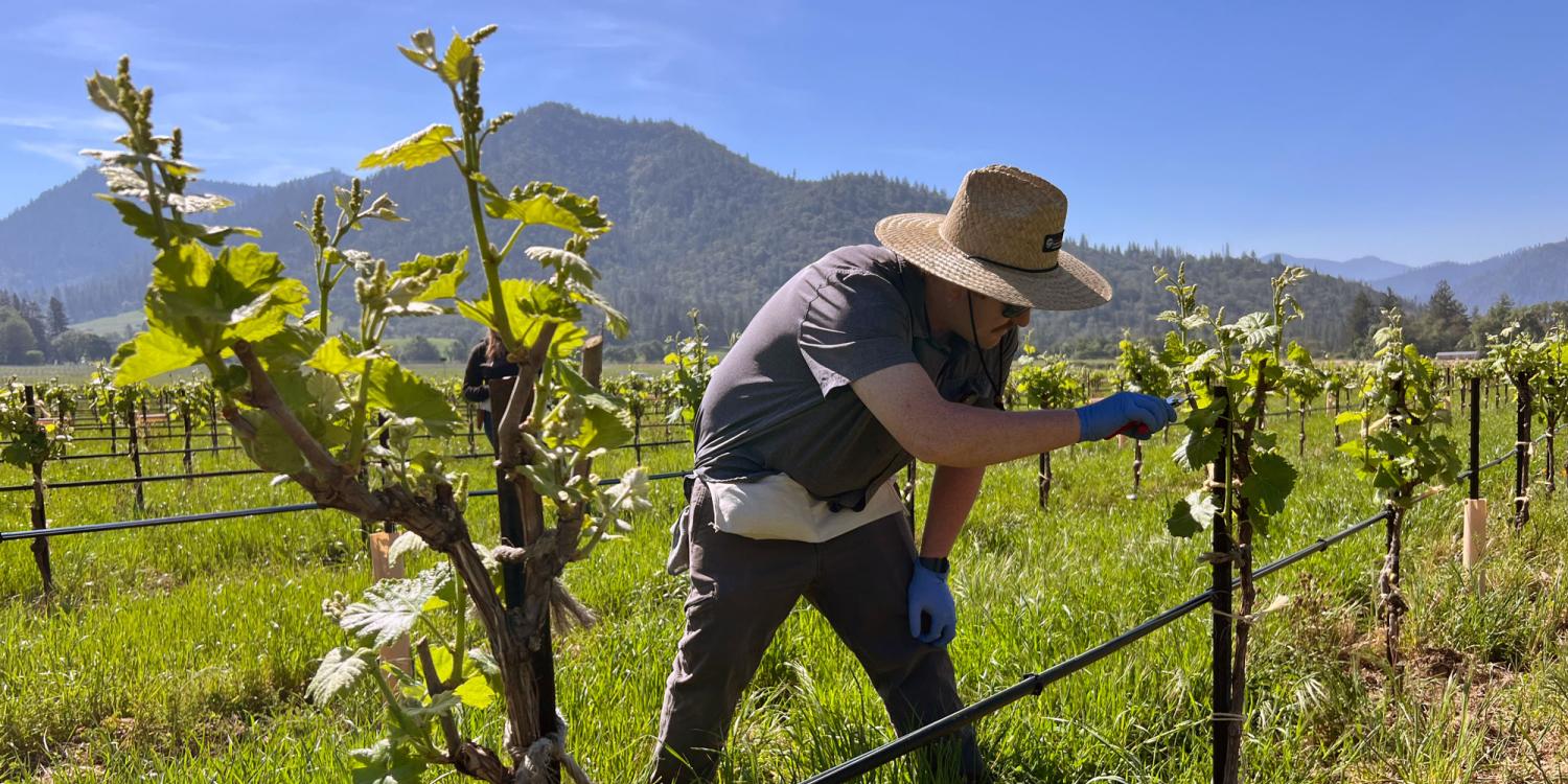 Joseph DeShields, wearing gloves and a wide-brimmed hat, collects samples from grapevines in a vineyard with mountains rising in the background on a sunny day.