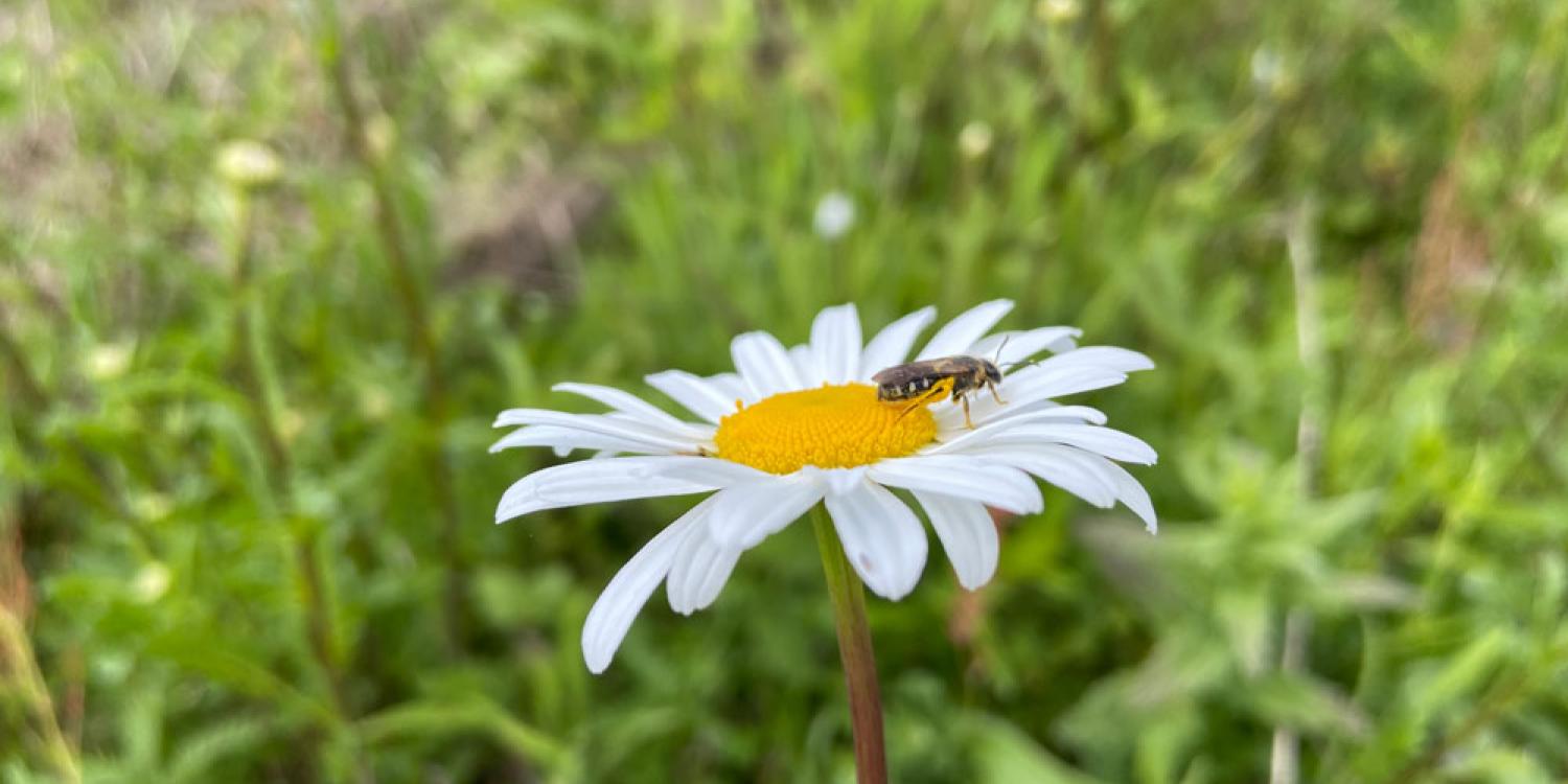 A yellow-and-black bee rests on the yellow center of a Shasta daisy flower, which has white petals.