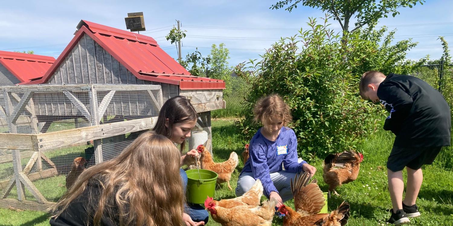 Children feed chickens outside near a coop on a sunny day during a farm field trip.