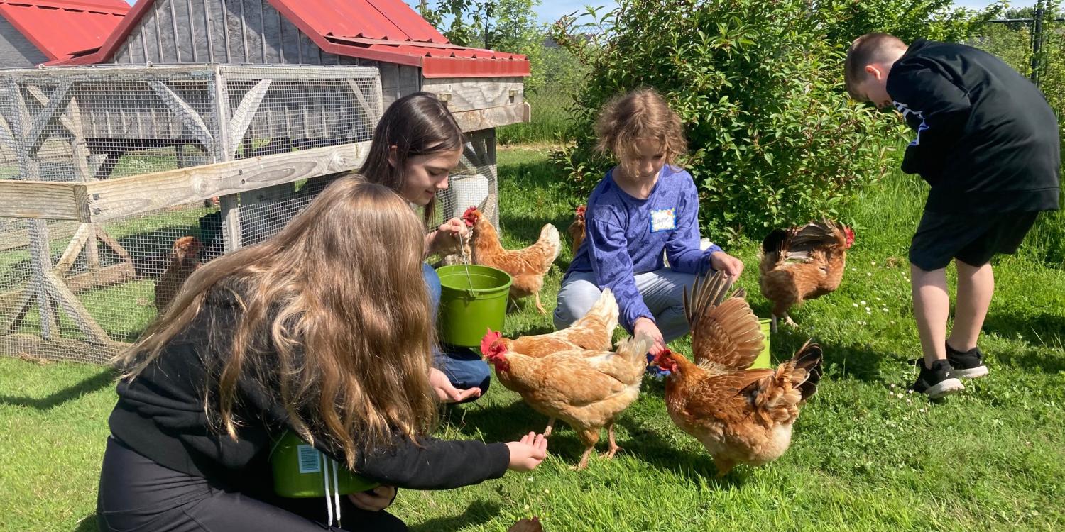 Children feed chickens on a farm on a sunny day.
