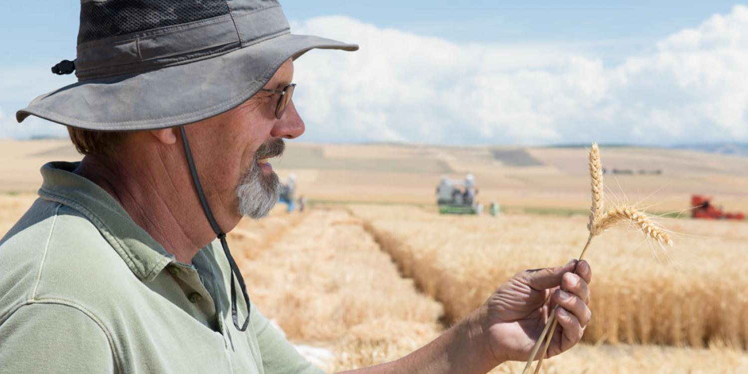 Bob Zemetra, OSU professor of plant breeding and genetics, at his test plots at the Columbia Basin Agricultural Research Center near Pendleton, Ore.