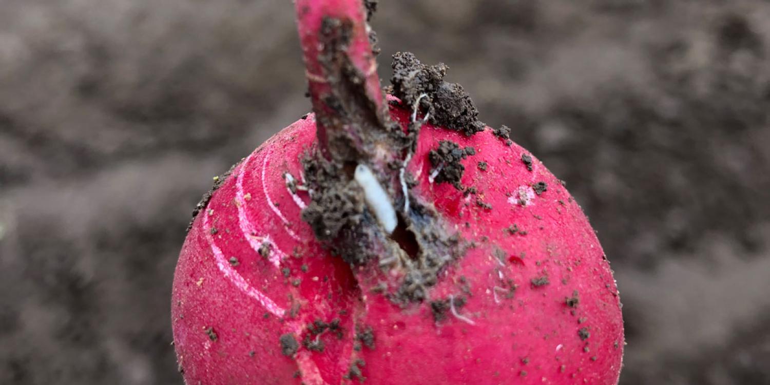 hand holds a freshly harvested radish damaged by cabbage maggots, with soil still clinging to it.