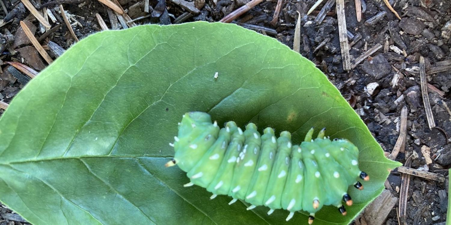 A ceanothus silk moth in its green caterpillar stage feeds on a green leaf.