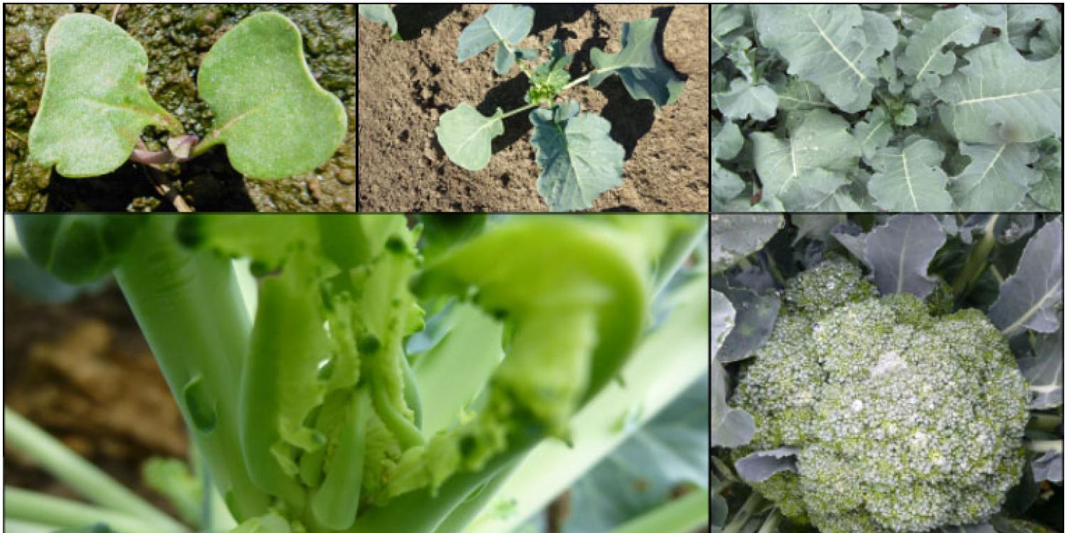 How long does it take broccoli to mature in your part of the state? A Croptime model can help you estimate more accurate maturity dates.