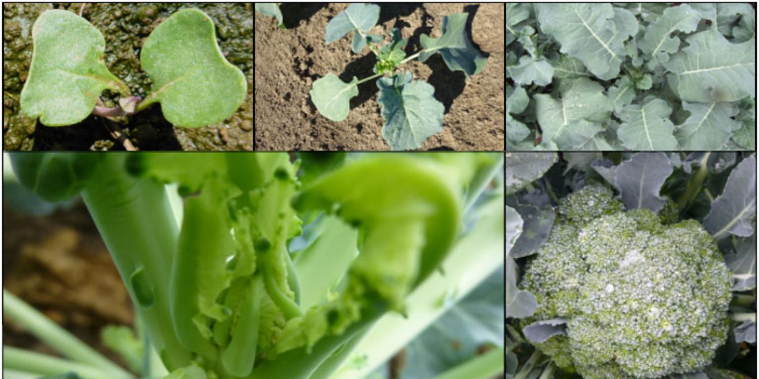 A collage shows the growth stages of a broccoli plant from seedling to mature head ready for harvest.