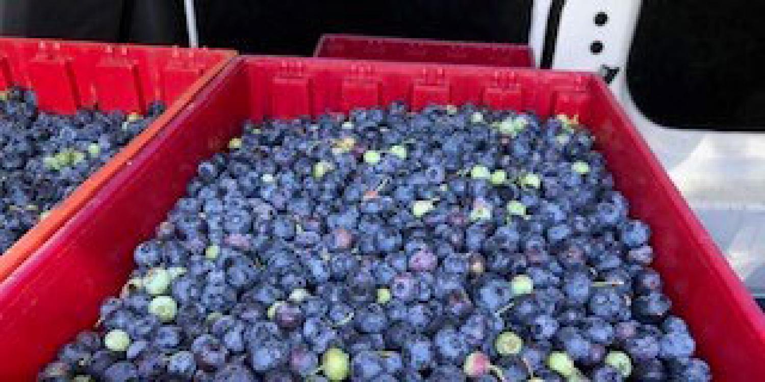 Over 120 flats of mechanically harvested blueberries from the North Willamette Research and Extension Center were delivered to area food banks in July 2020.