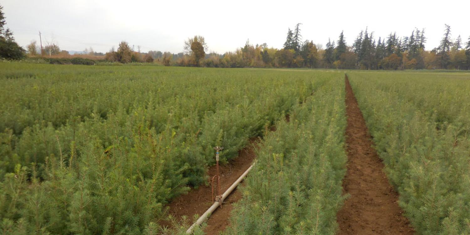 Rows of green Douglas-fir tree seedlings.