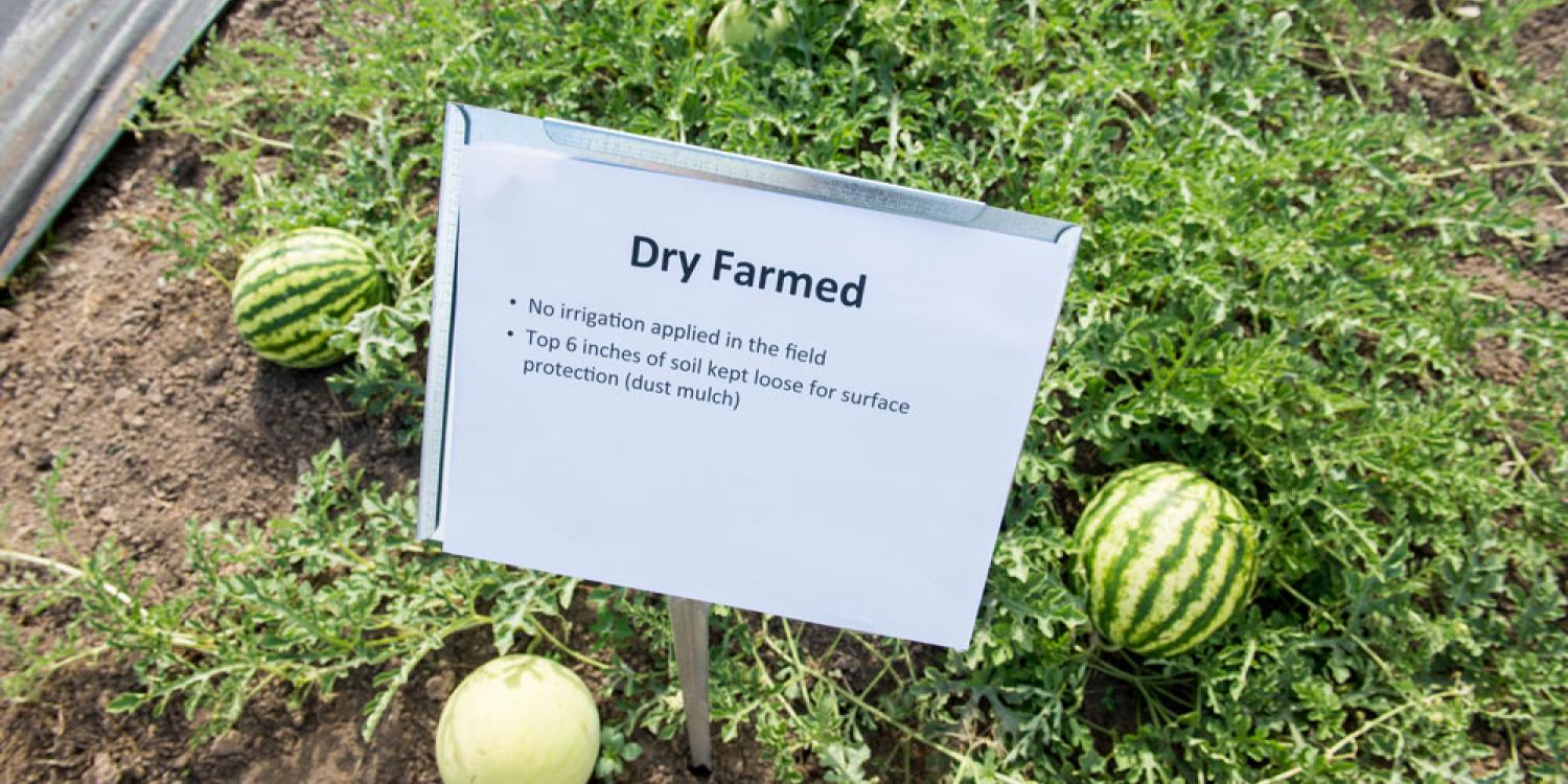 A sign says "Dry Farmed" with two watermelons on the ground below it.