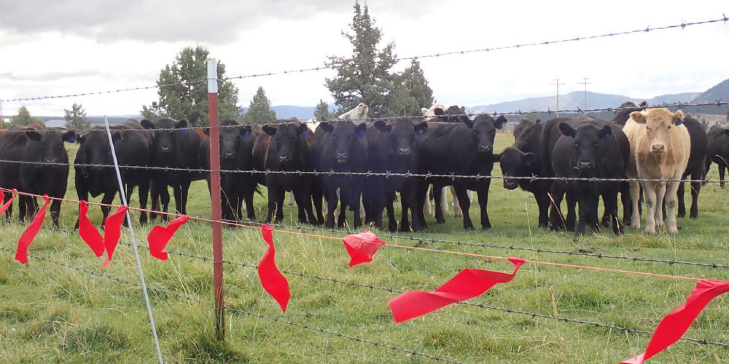 Fladry is a line of flags or a rope mounted along the top of a fence, from which are suspended strips of fabric or colored flags that are intended to deter wolves from crossing the line.