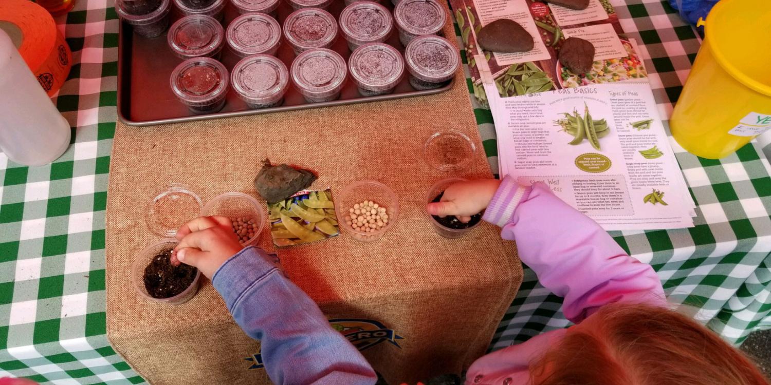 Children plant snap pea seeds at a farmers market.