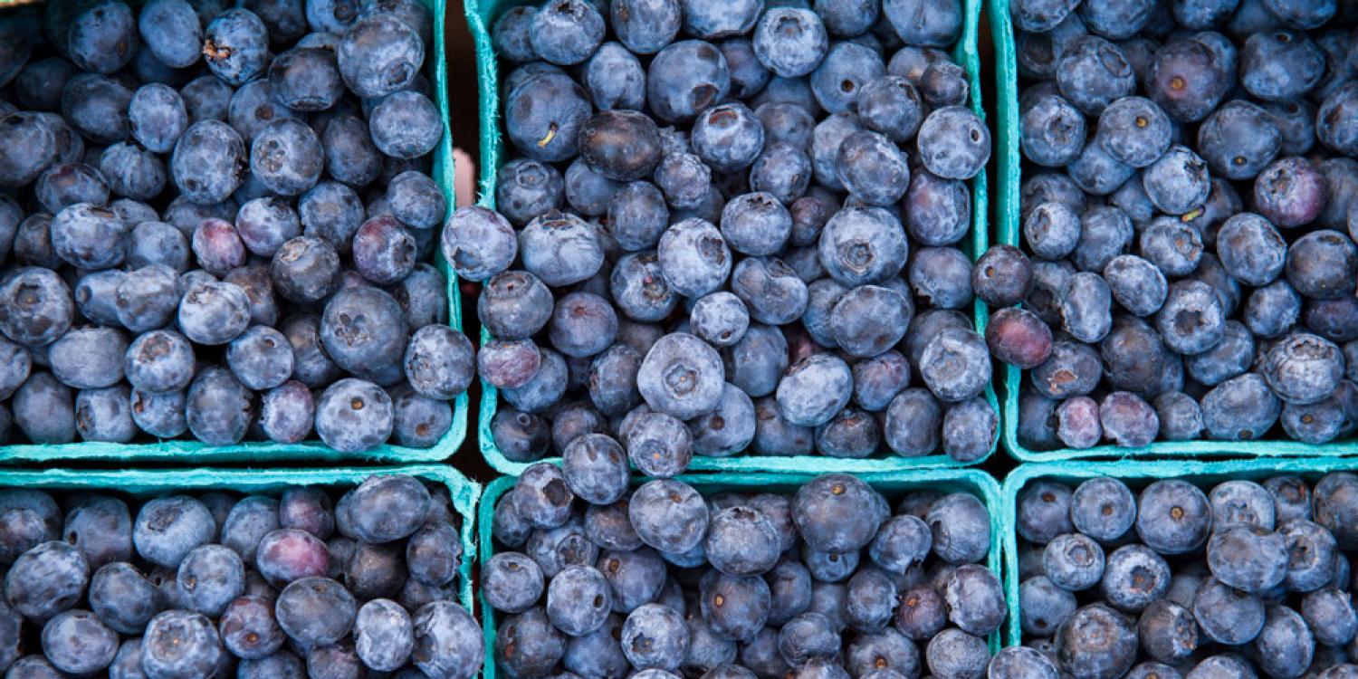 Got it! Here's a one-sentence alternative text description for the image:  "A top-down view of multiple green cartons filled with fresh, ripe blueberries."