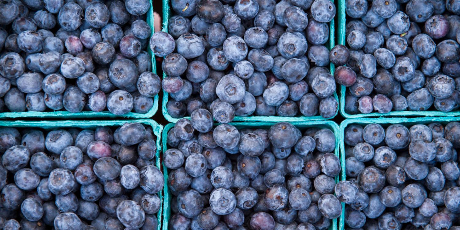 Fresh blueberries for sale at a farmer's market.