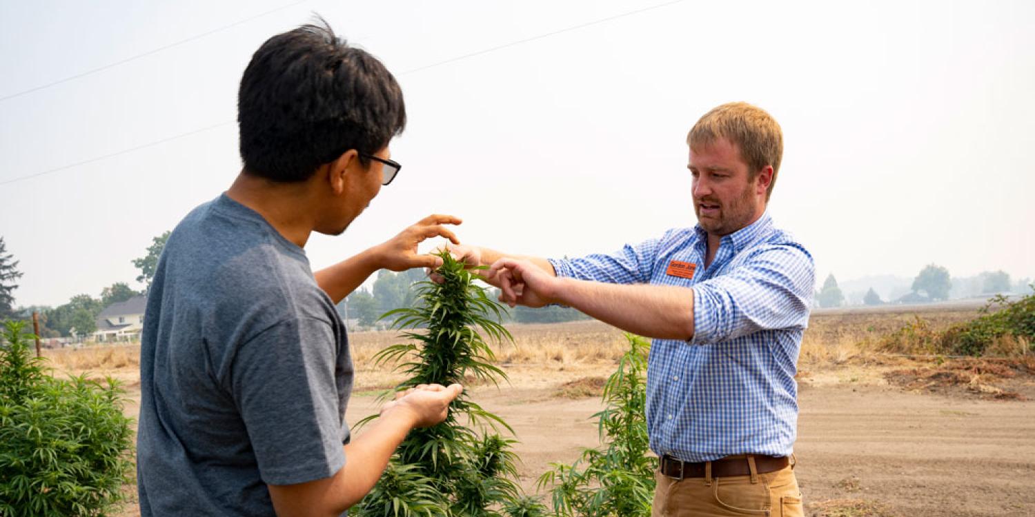 Govinda Shrestha (left) and Gordon Jones are standing as they look at the leaves on a hemp plant.