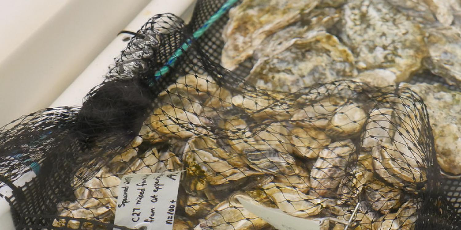 A mesh bag filled with oysters rests on a surface, labeled with research information and a plastic tag.