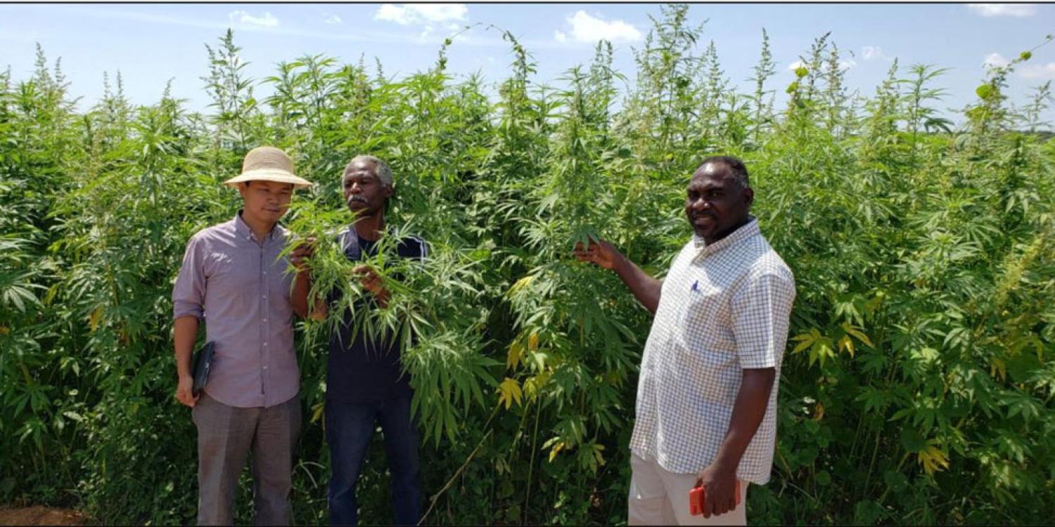 Three men stand in a tall, dense field of hemp plants under a sunny sky, examining and discussing the crops.