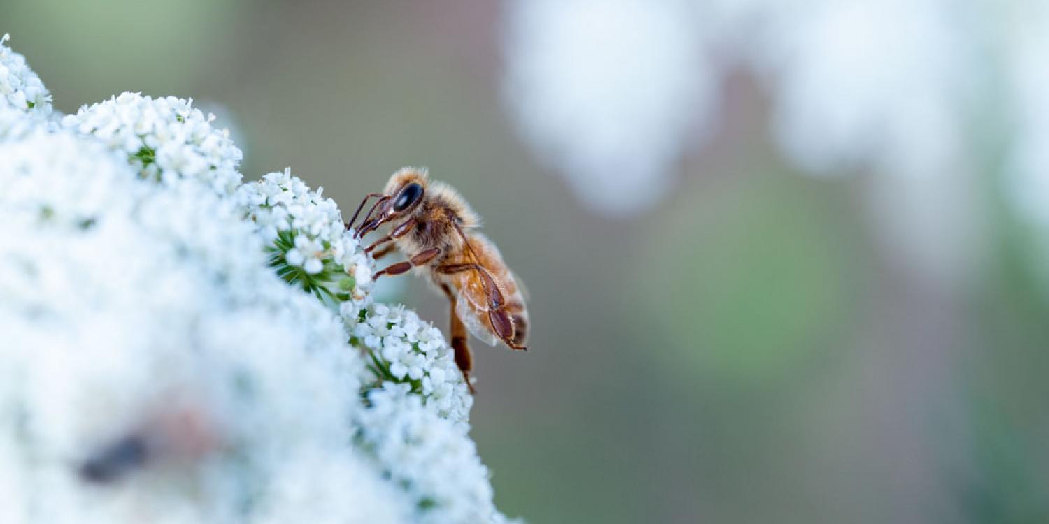 A honey bee pollinates a carrot flower in Jefferson County, Oregon.
