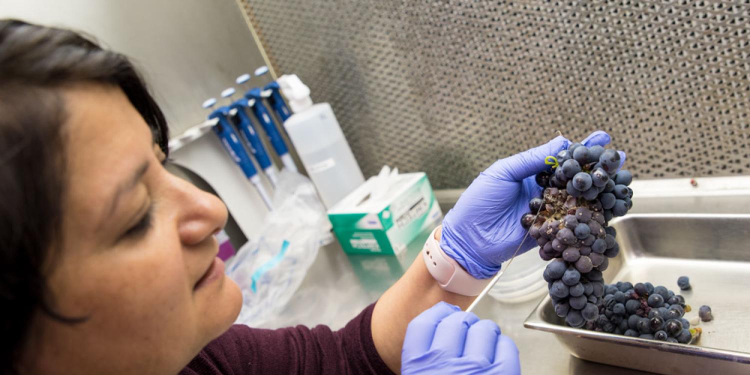 A researcher wearing purple gloves examines a cluster of mold-affected grapes in a laboratory setting.