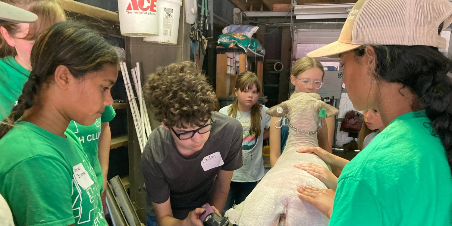 A group of 4-H youth gather in a barn as one participant uses electric clippers to groom a sheep.