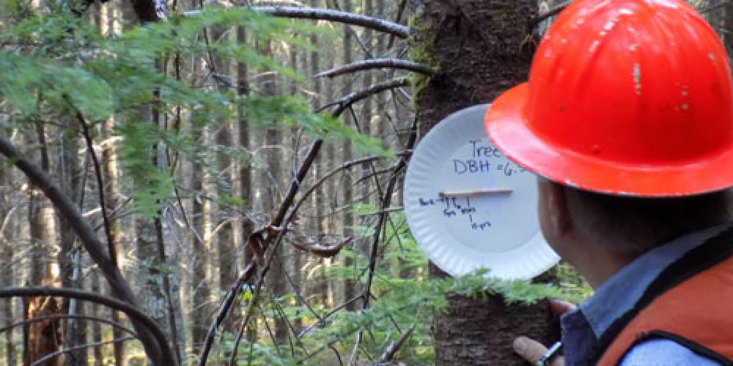 A person wearing a red hard hat and safety vest examines a tree marked with a paper plate displaying tree diameter data in a dense forest.