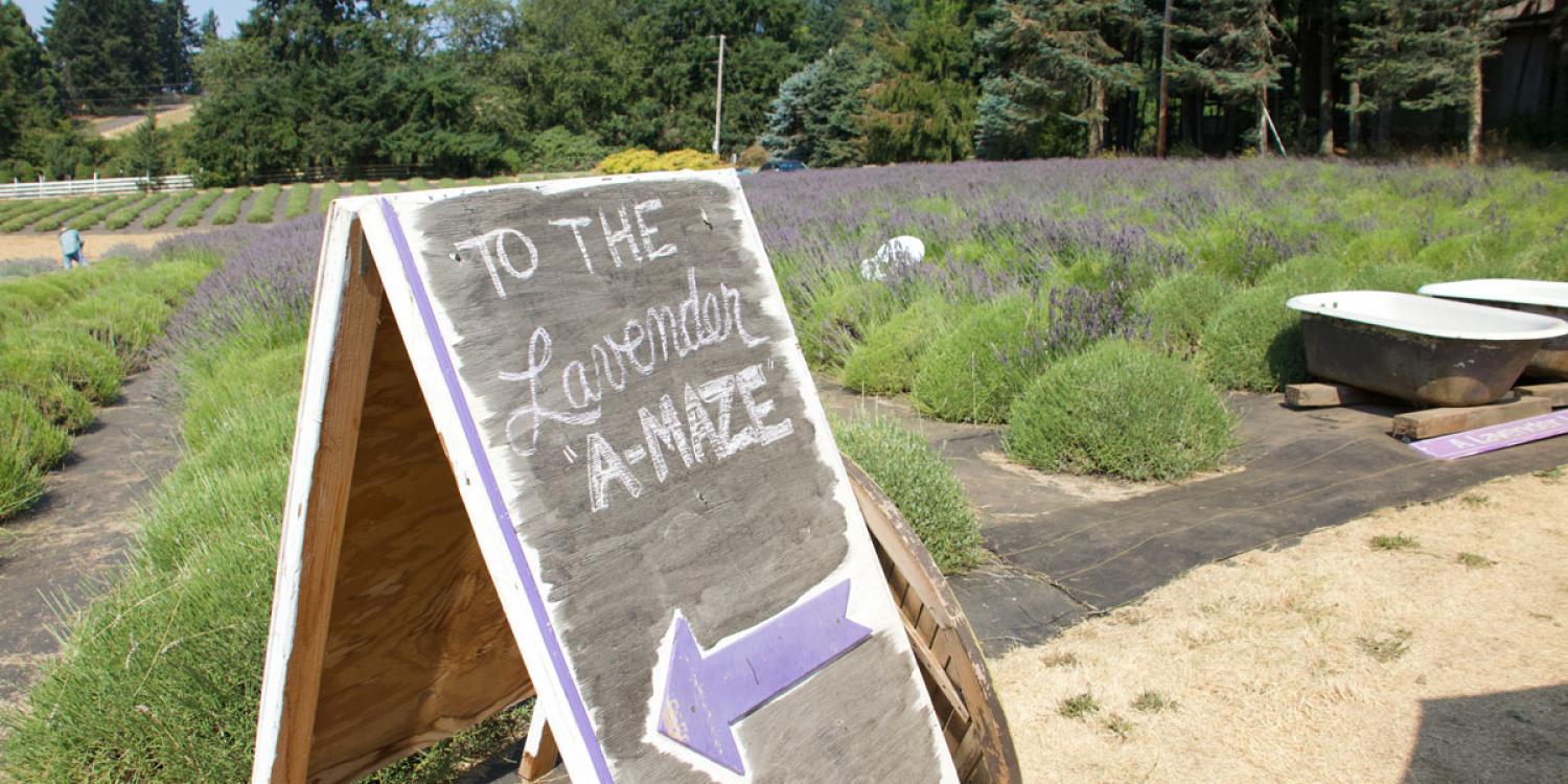 A sandwich board sign says "To the Lavender A-Maze" with an arrow.