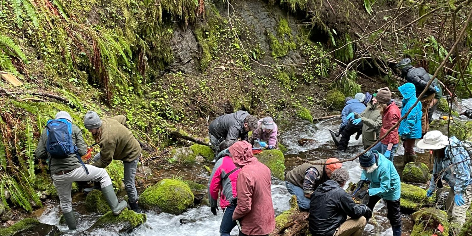 Oregon Naturalists wearing winter clothing search in a forest stream for amphibians.
