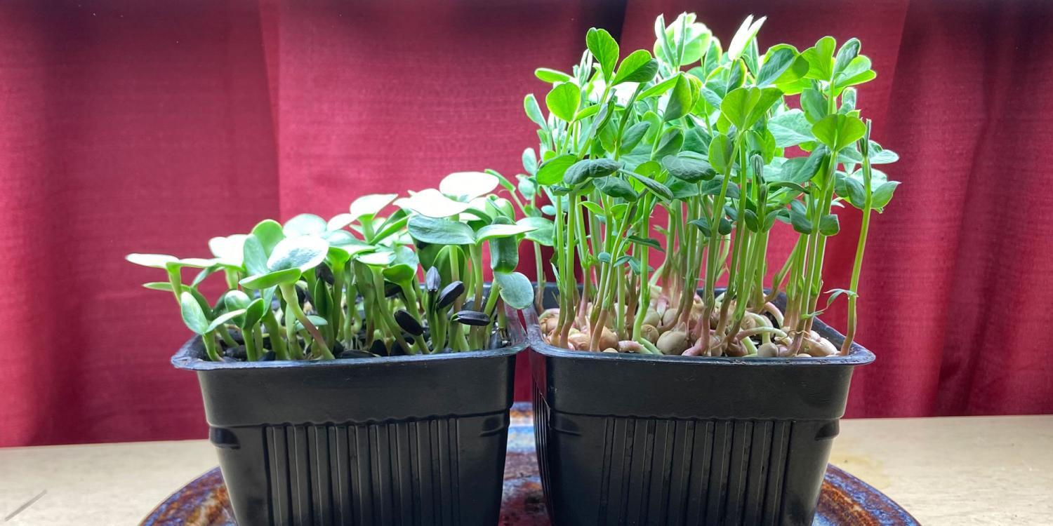 Two containers of vibrant green microgreens sit on a colorful plate in front of a red curtain.