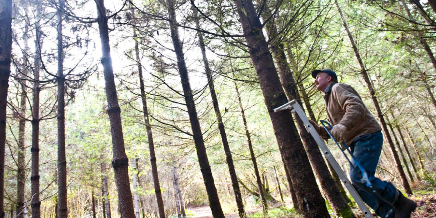 Master Woodland Manager Aaron White prepares to prune a Douglas-fir on his tree farm near Scio, Ore.