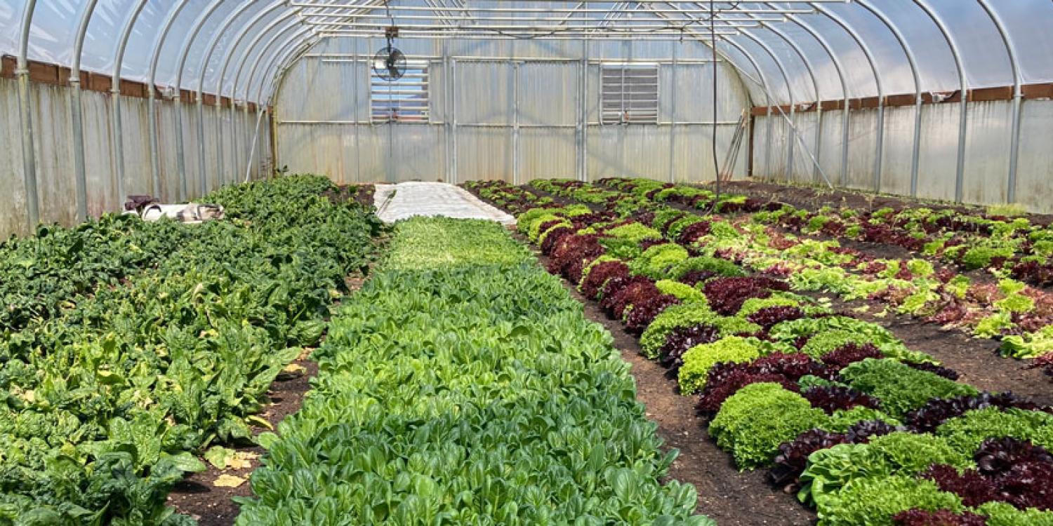 Rows of vegetables growing in a large greenhouse on a small farm in Tillamook County.