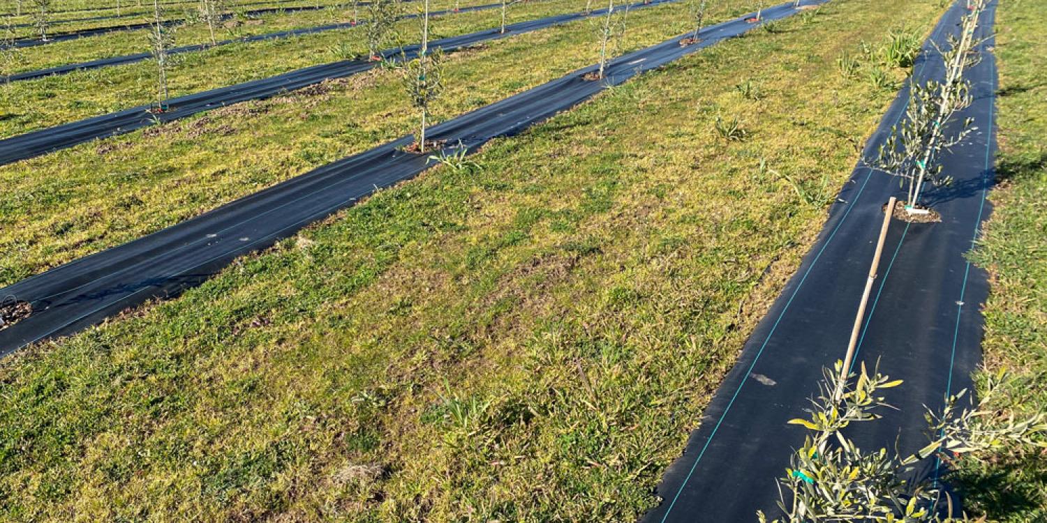 Young olive trees are planted in evenly spaced rows with black weed barrier fabric laid along each line to suppress grass growth.